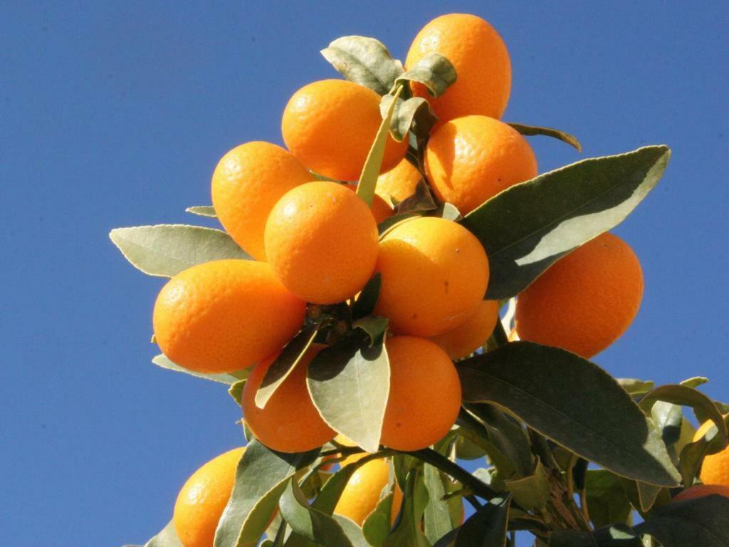 הוילה Benicarló Casita De Madera מראה חיצוני תמונה